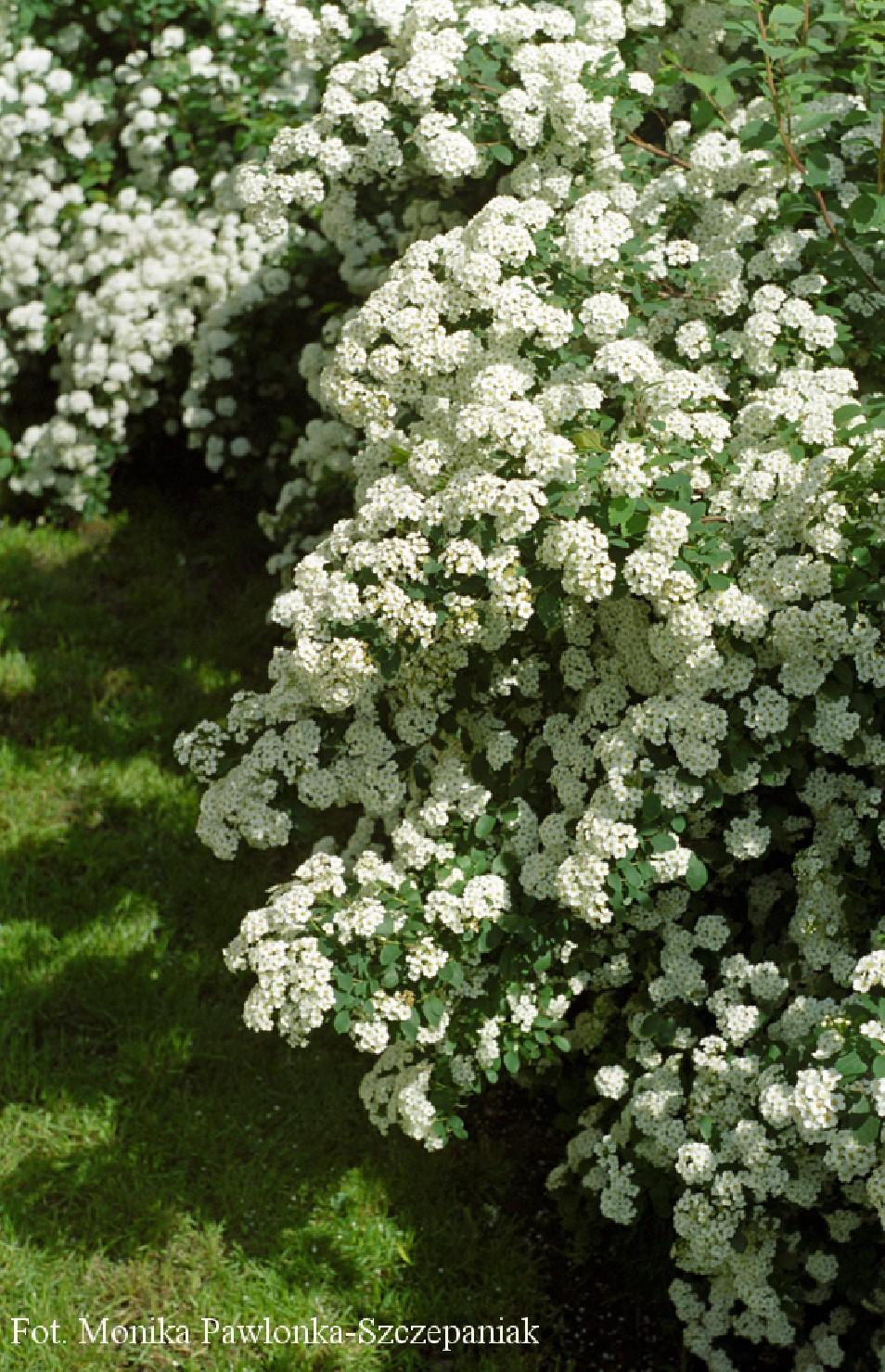 Spirea Vanhouttei Renaissance - View 11 from www redcrocus com