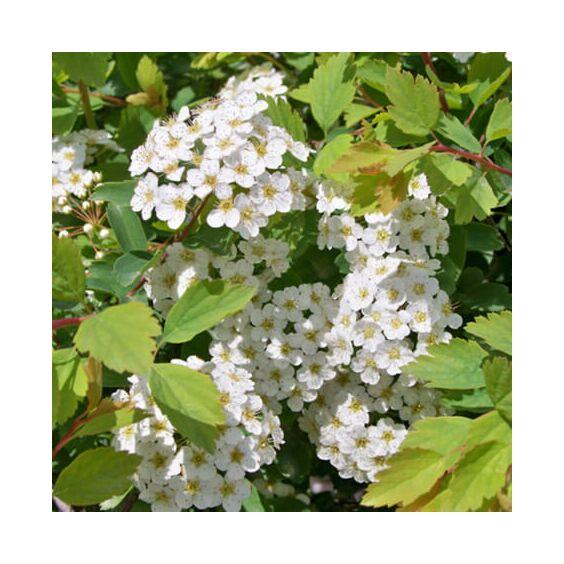 Spirea Vanhouttei Renaissance - View 12 from www redcrocus com