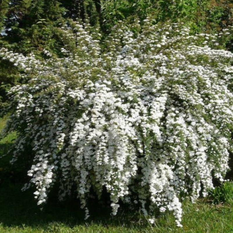 Spirea Vanhouttei Renaissance - View 14 from www redcrocus com