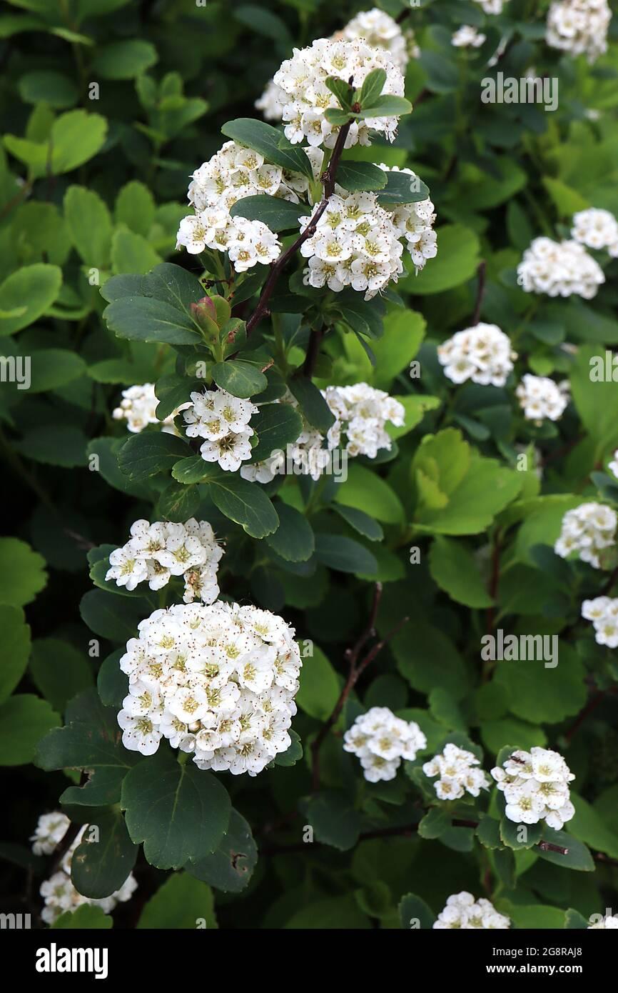 Spirea Vanhouttei Renaissance - View 16 from www redcrocus com