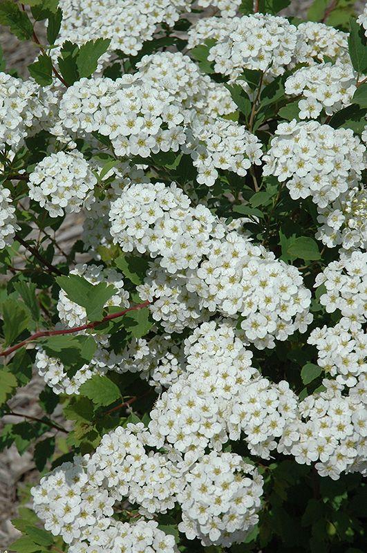 Spirea Vanhouttei Renaissance - View 20 from www redcrocus com