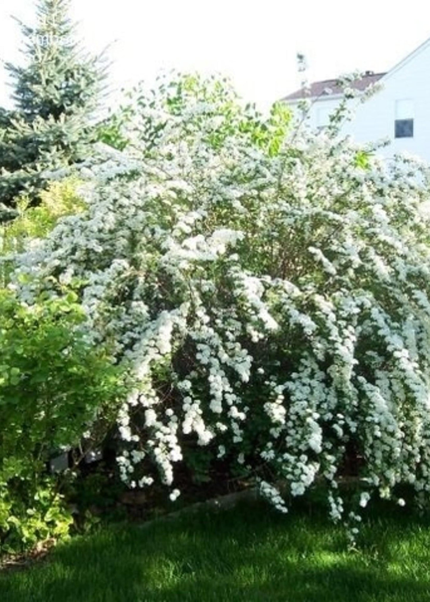 Spirea Vanhouttei Renaissance - View 2 from www redcrocus com
