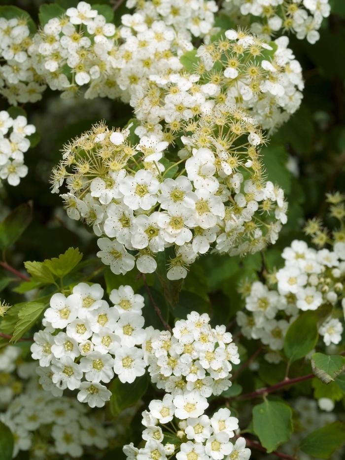 Spirea Vanhouttei Renaissance - View 3 from www redcrocus com