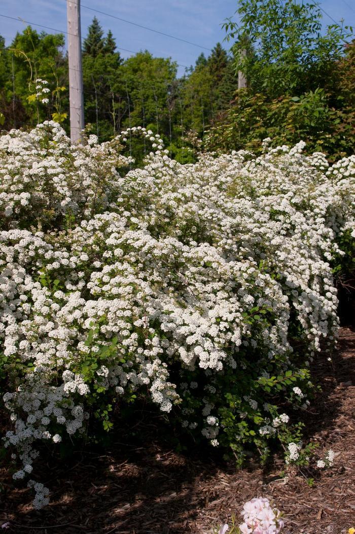 Spirea Vanhouttei Renaissance - View 4 from www redcrocus com