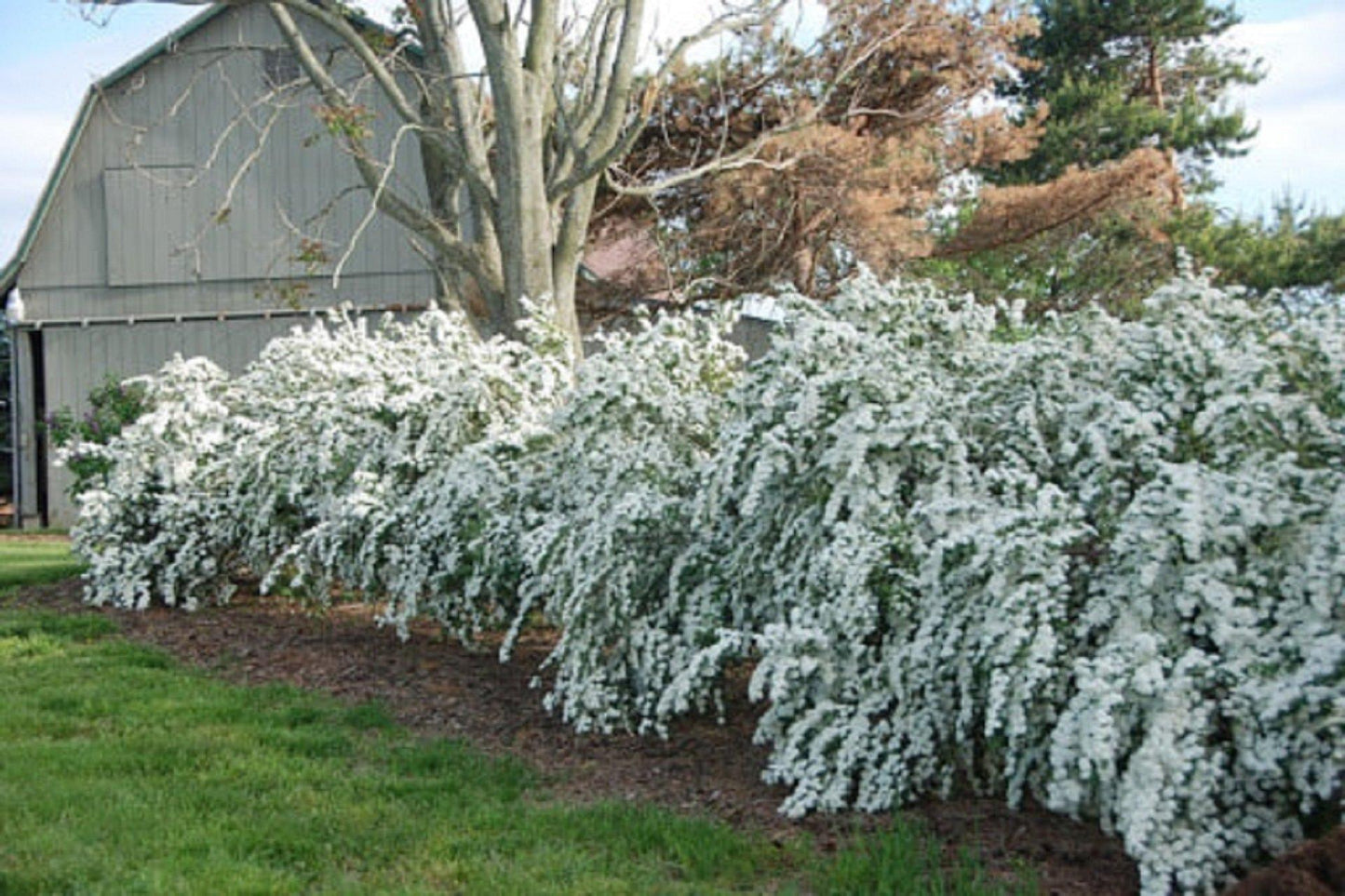 Spirea Vanhouttei Renaissance - View 5 from www redcrocus com