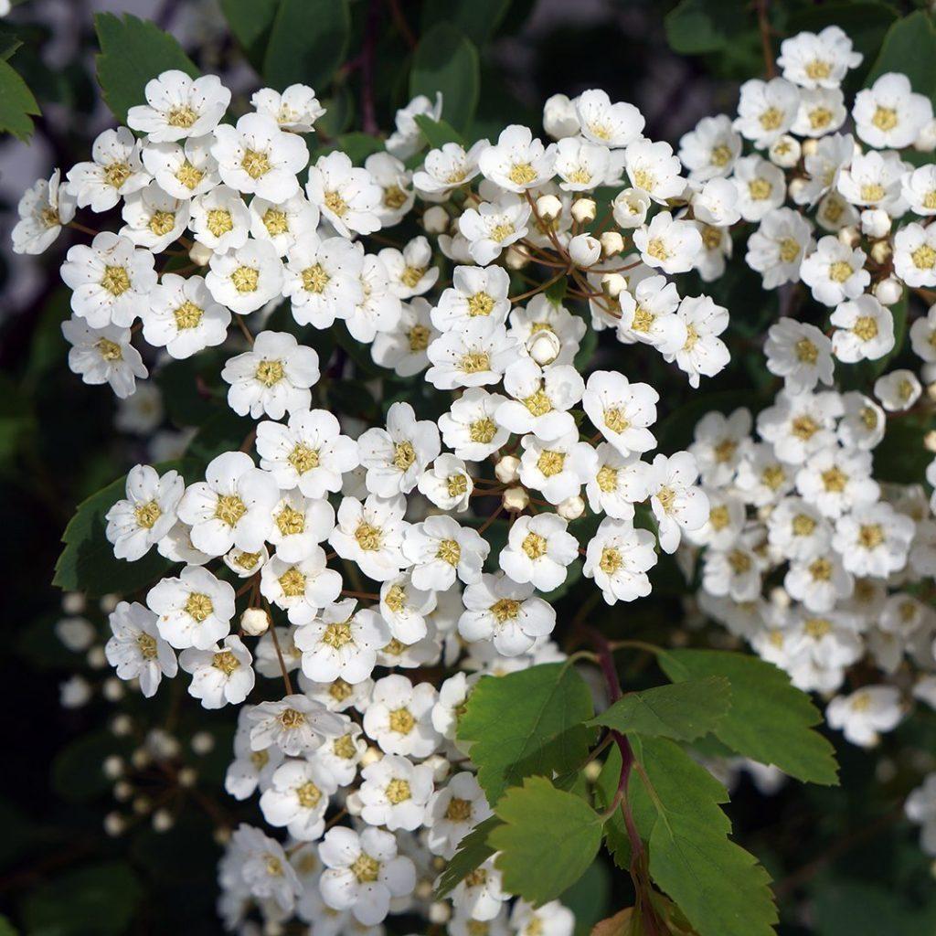 Spirea Vanhouttei Renaissance - View 6 from www redcrocus com