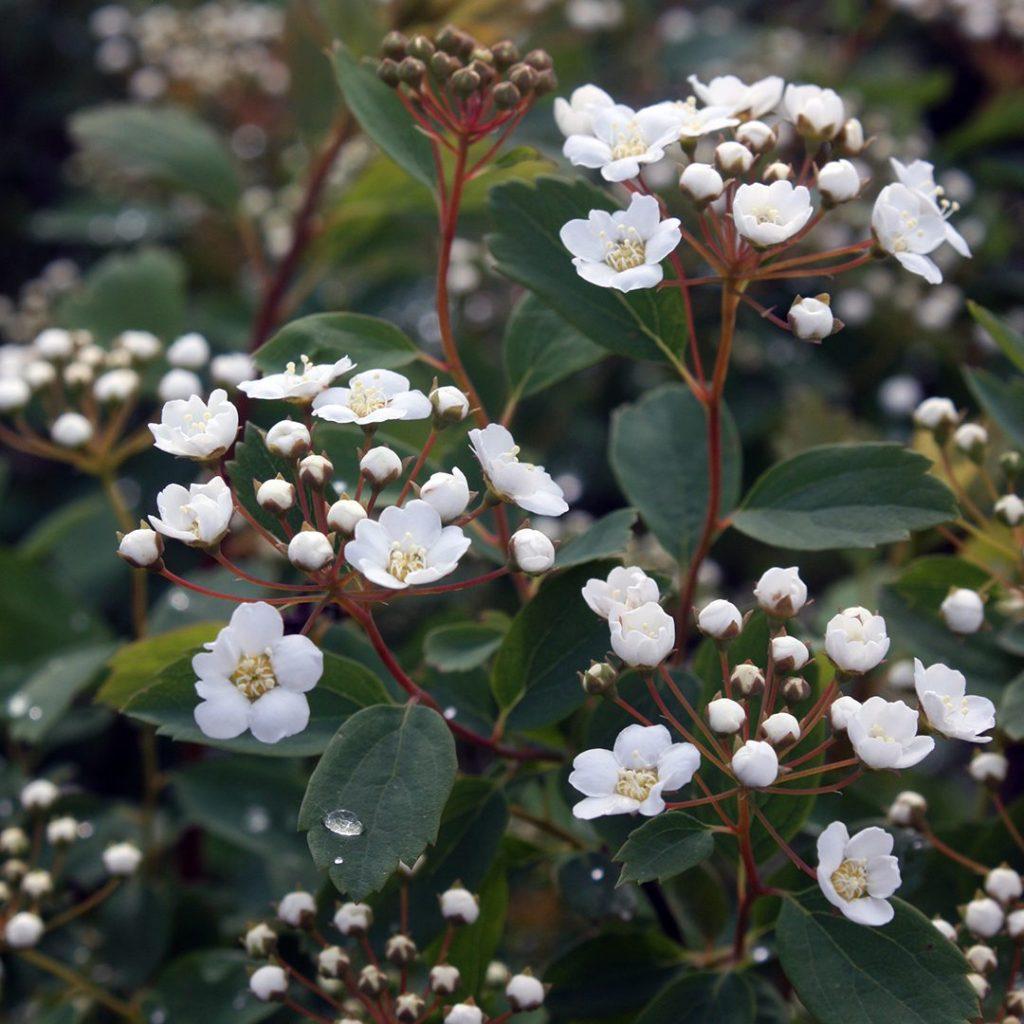 Spirea Vanhouttei Renaissance - View 7 from www redcrocus com