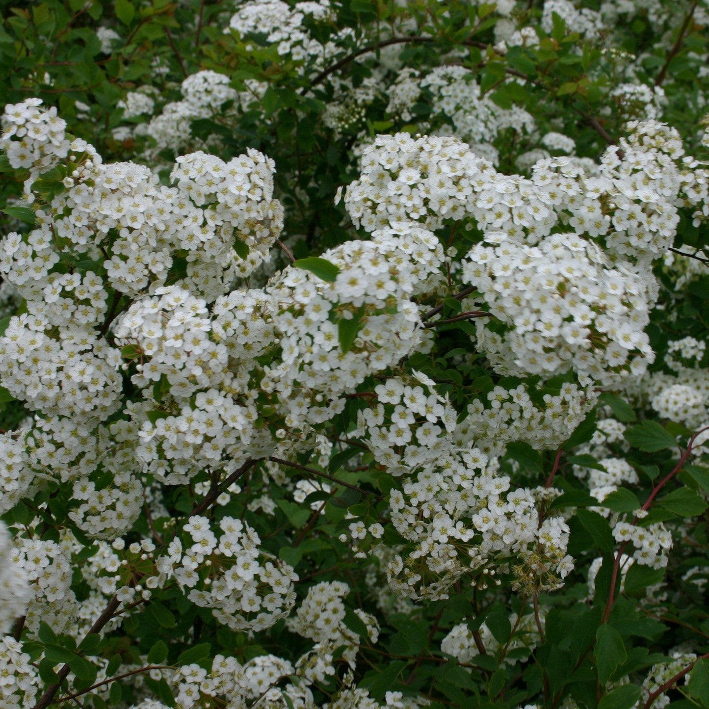 Spirea Vanhouttei Renaissance - View 9 from www redcrocus com