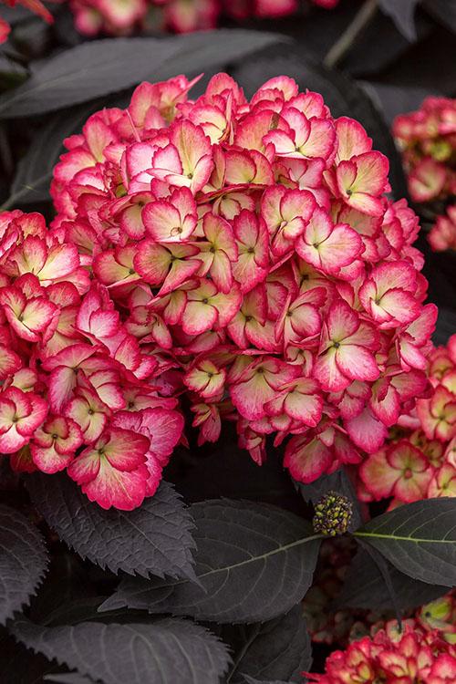 Hydrangea Macrophylla Eclipse - View 13 from www redcrocus com