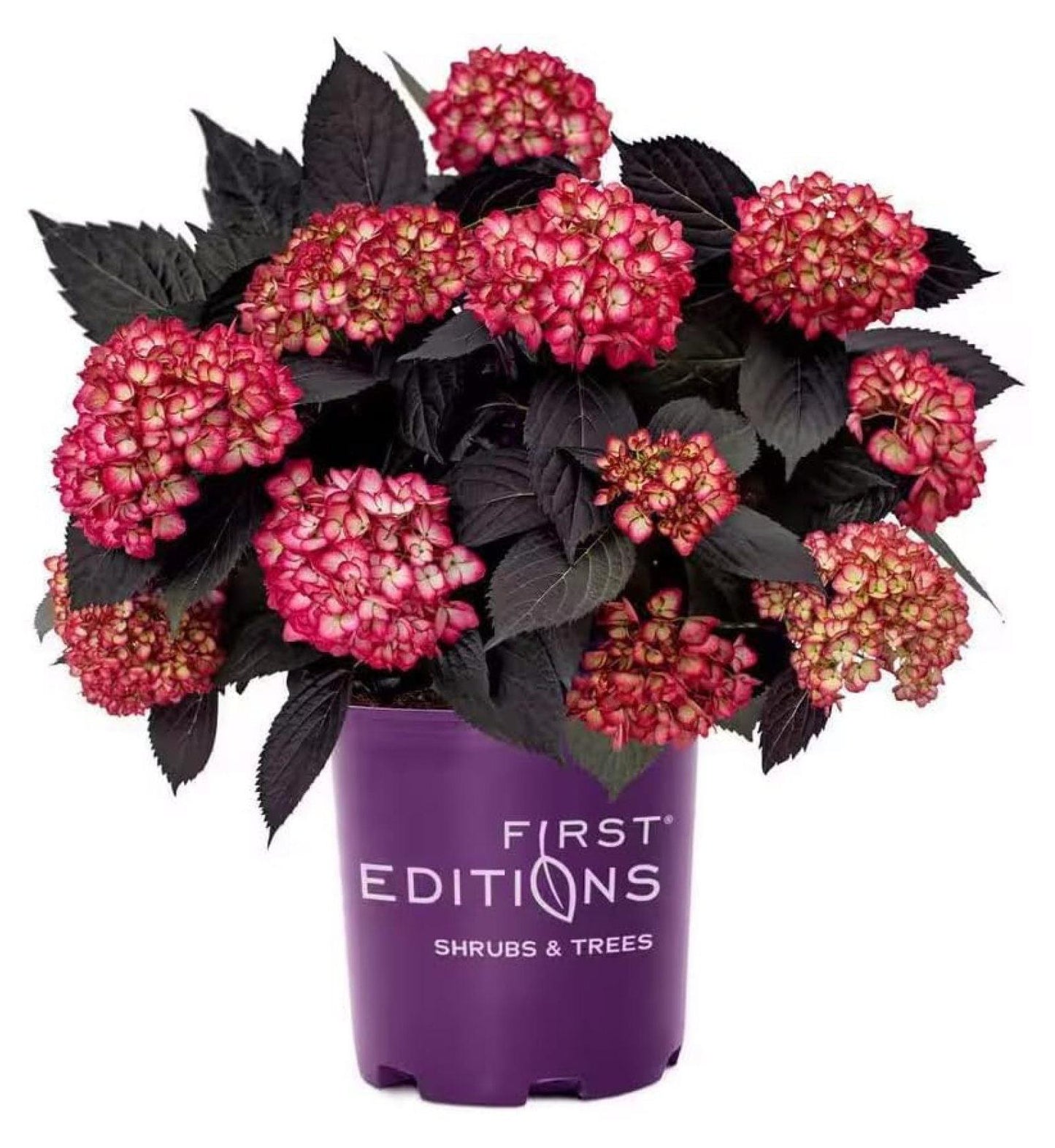 Hydrangea Macrophylla Eclipse - View 15 from www redcrocus com