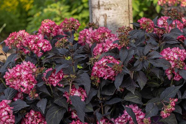 Hydrangea Macrophylla Eclipse - View 20 from www redcrocus com
