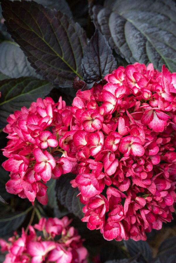 Hydrangea Macrophylla Eclipse - View 3 from www redcrocus com