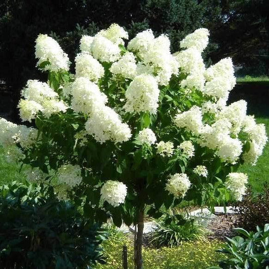 Hydrangea Paniculata 'limelight' Tree Form - View 13 from www redcrocus com