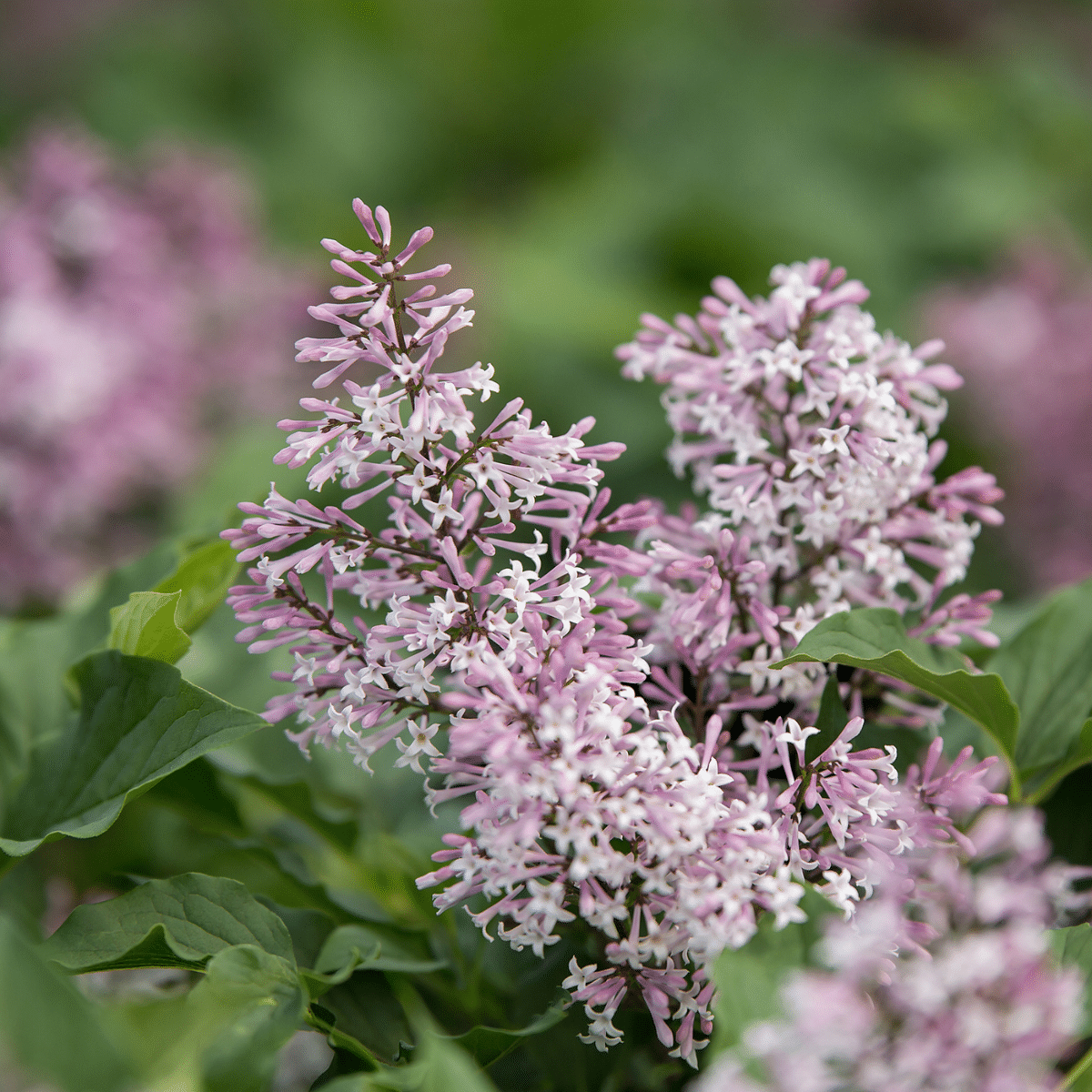 Syringa X Little Lady - View 4 from www redcrocus com