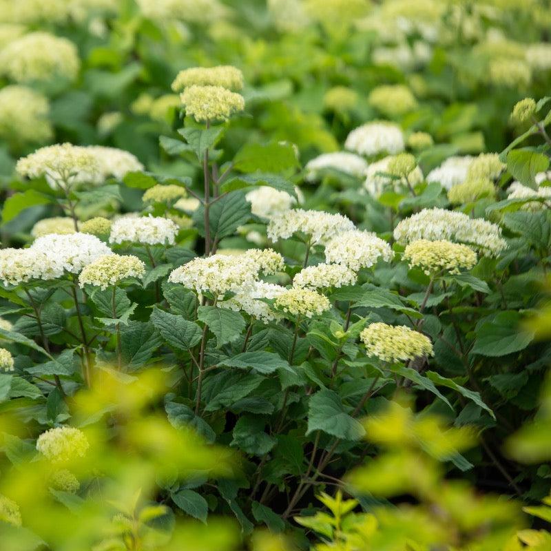 Hydrangea Arborescens Flowerfull - View 13 from www redcrocus com