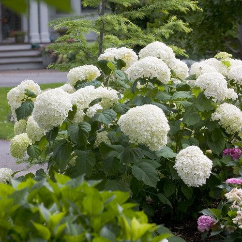 Hydrangea Arborescens Flowerfull - View 14 from www redcrocus com