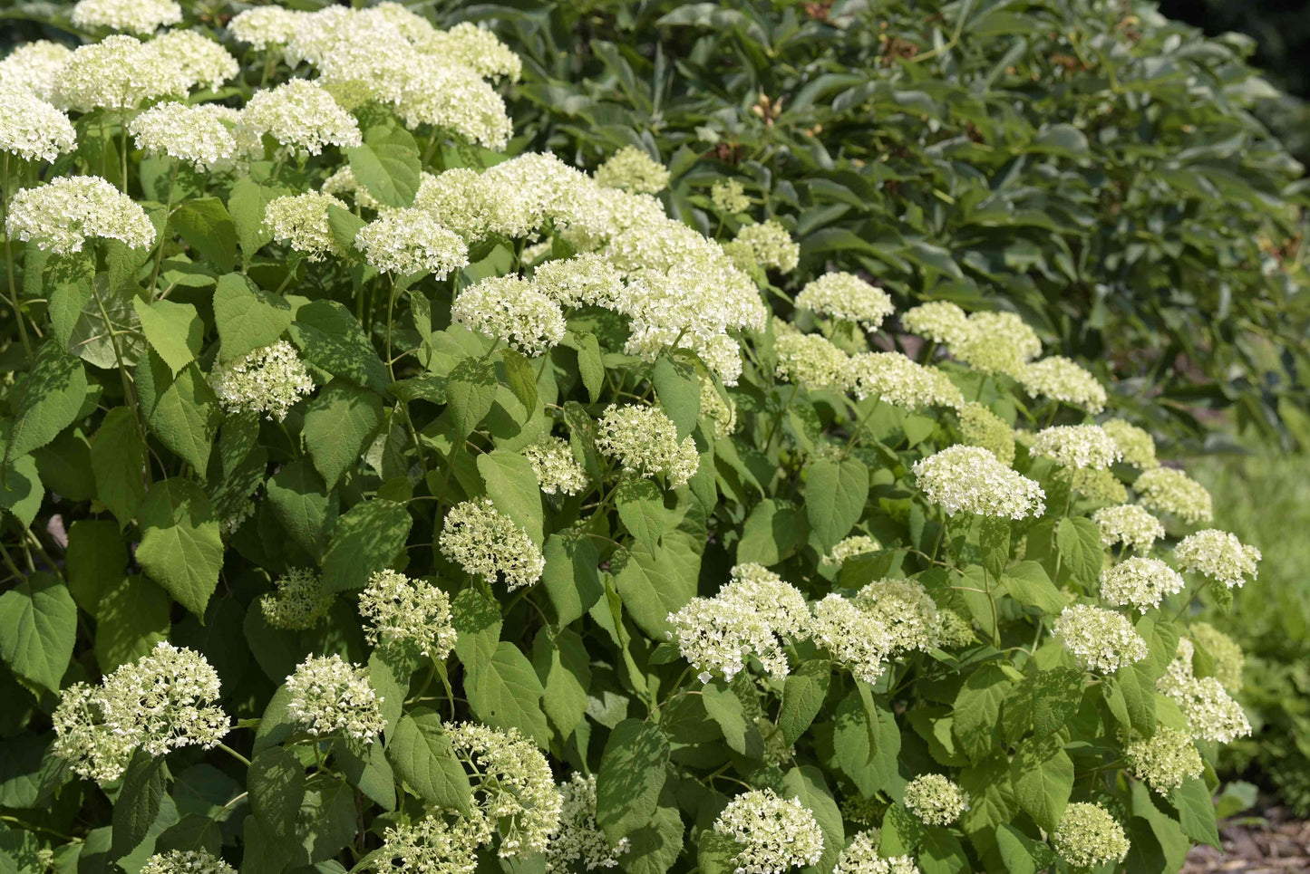 Hydrangea Arborescens Flowerfull - View 16 from www redcrocus com