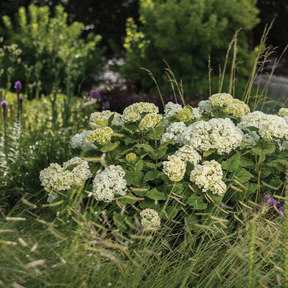 Hydrangea Arborescens Flowerfull - View 16 from www redcrocus com