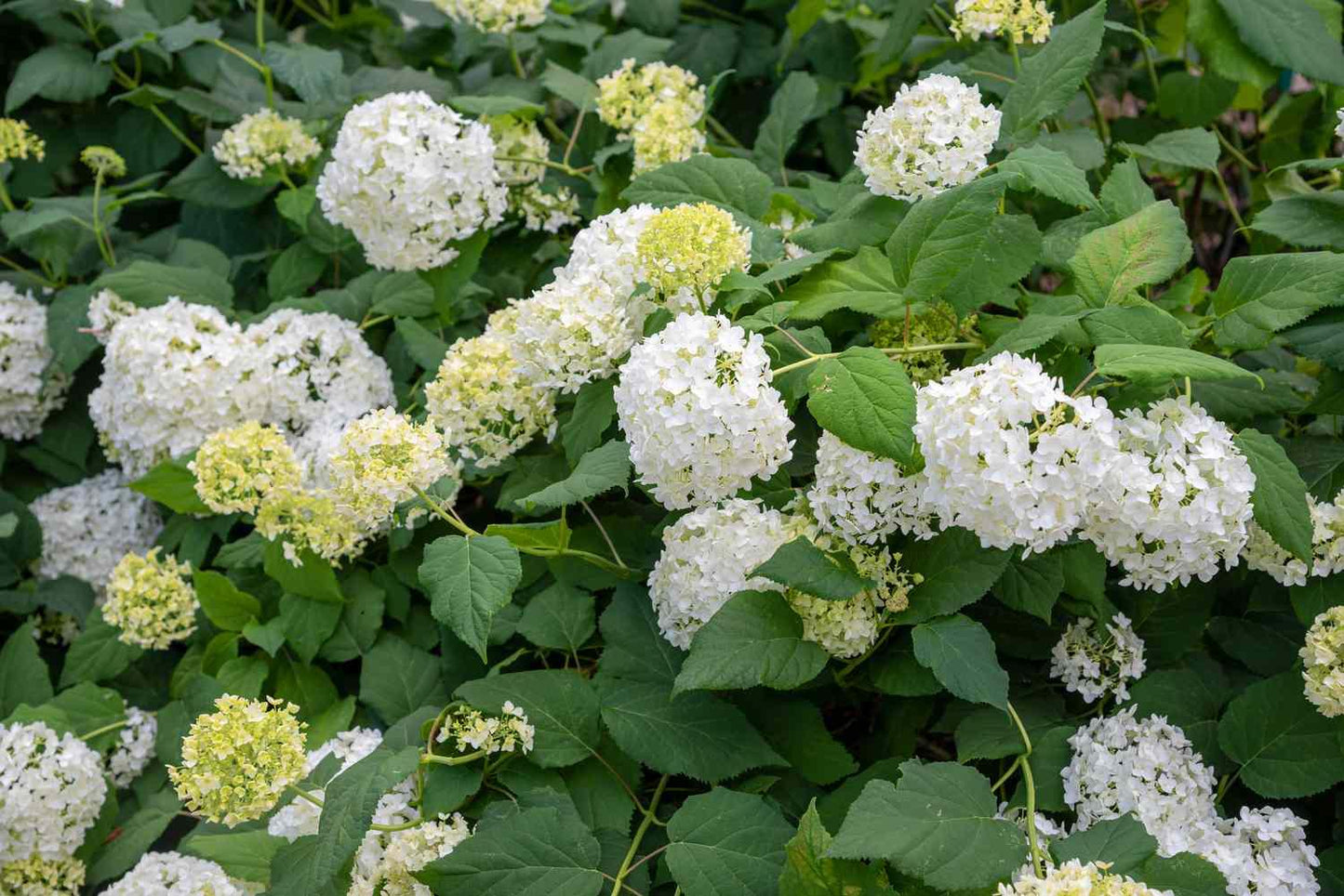 Hydrangea Arborescens Flowerfull - View 17 from www redcrocus com