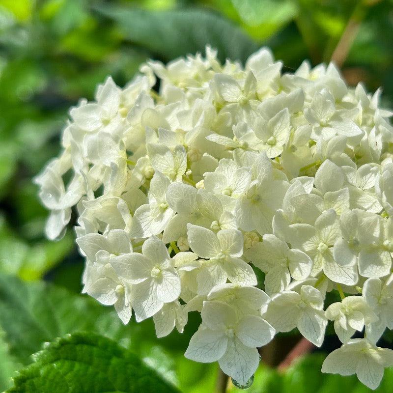 Hydrangea Arborescens Flowerfull - View 18 from www redcrocus com