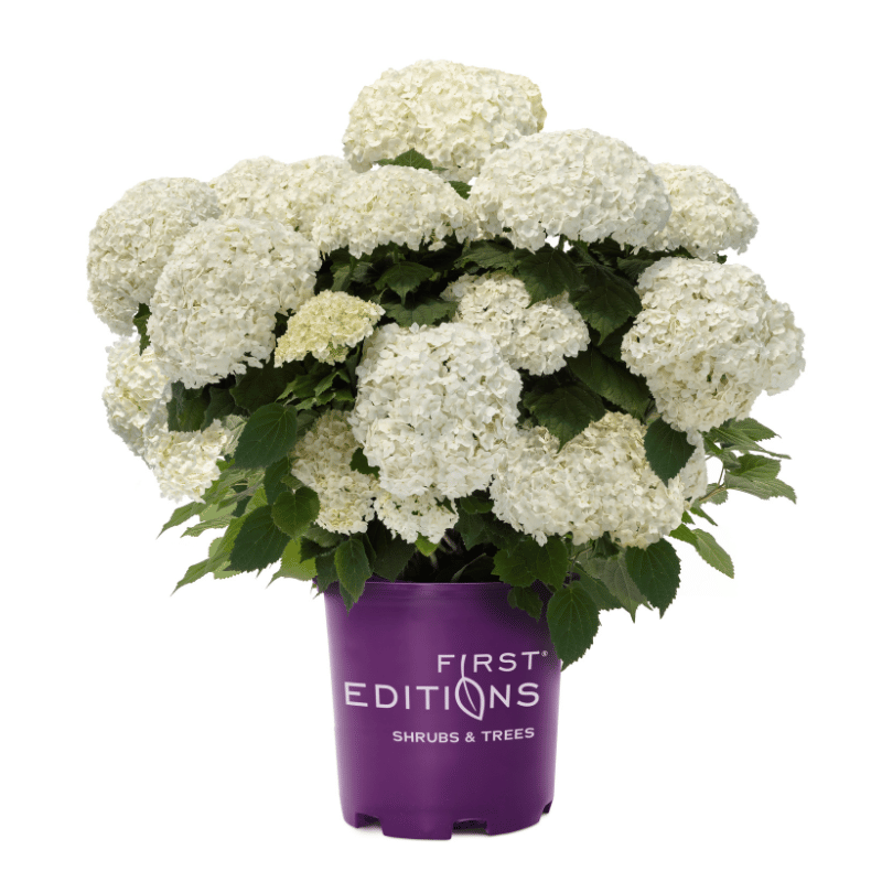Hydrangea Arborescens Flowerfull - View 19 from www redcrocus com