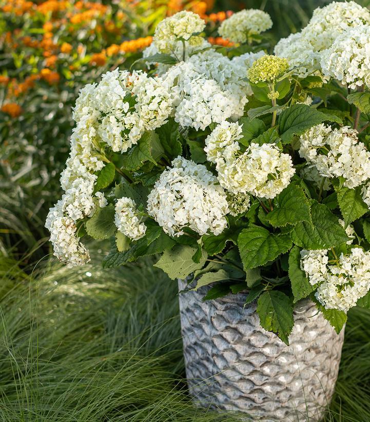 Hydrangea Arborescens Flowerfull - View 2 from www redcrocus com