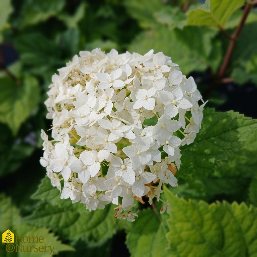 Hydrangea Arborescens Flowerfull - View 5 from www redcrocus com
