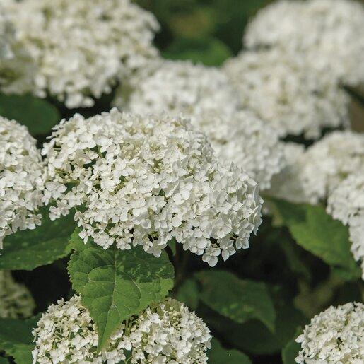 Hydrangea Arborescens Flowerfull - View 6 from www redcrocus com