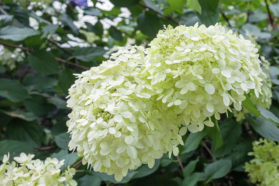 Hydrangea Arborescens Flowerfull - View 7 from www redcrocus com