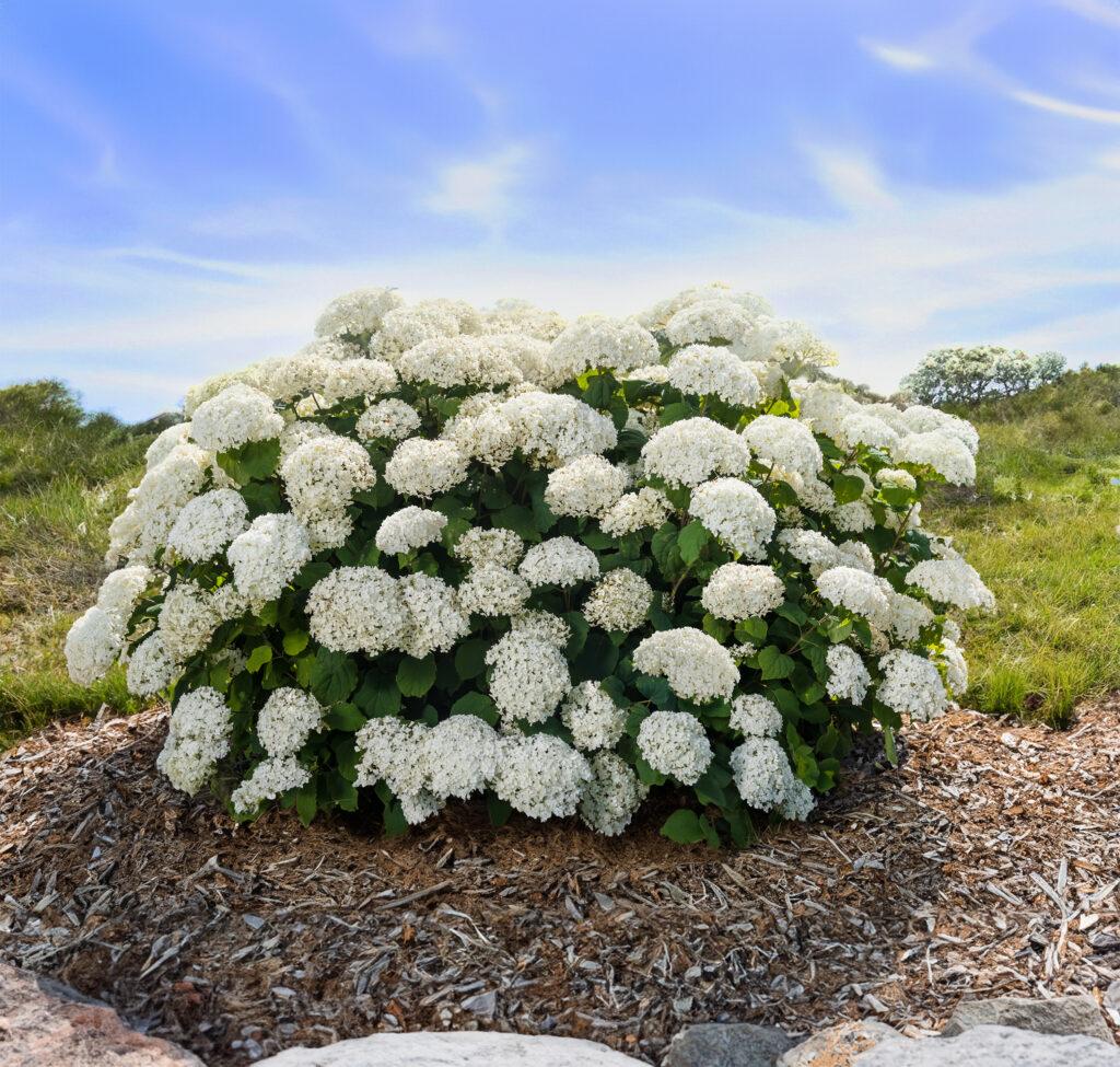 Hydrangea Arborescens Flowerfull - View 8 from www redcrocus com