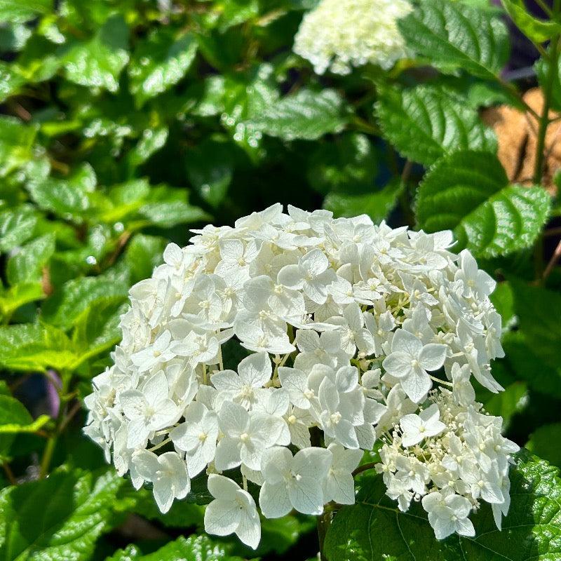 Hydrangea Arborescens Flowerfull - View 9 from www redcrocus com