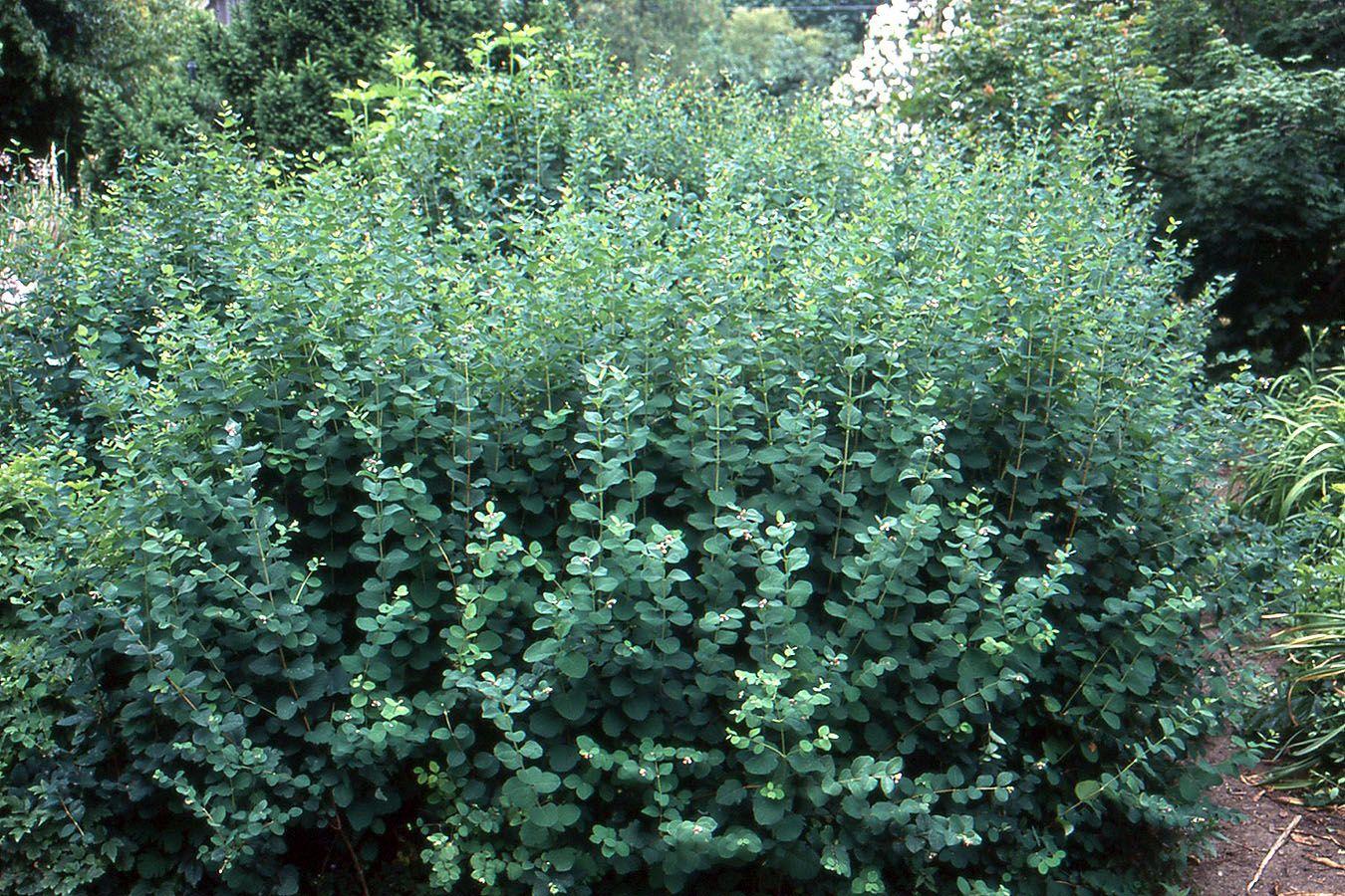 Symphoricarpos Albus - View 10 from www redcrocus com