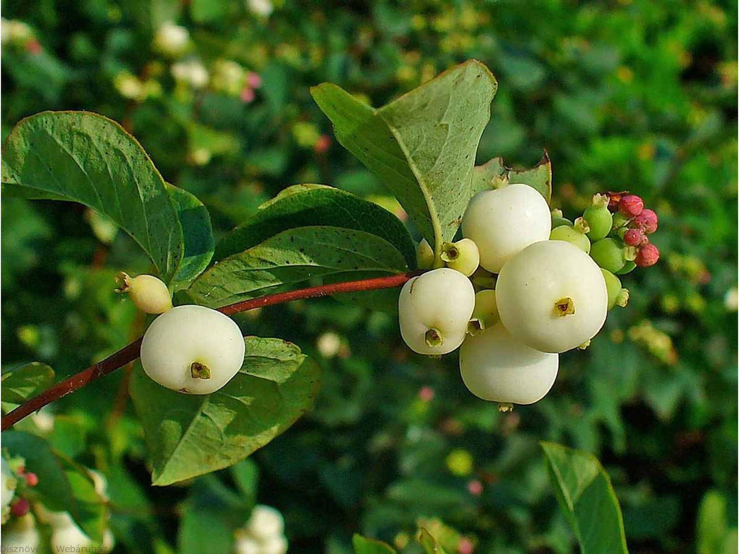 Symphoricarpos Albus - View 12 from www redcrocus com