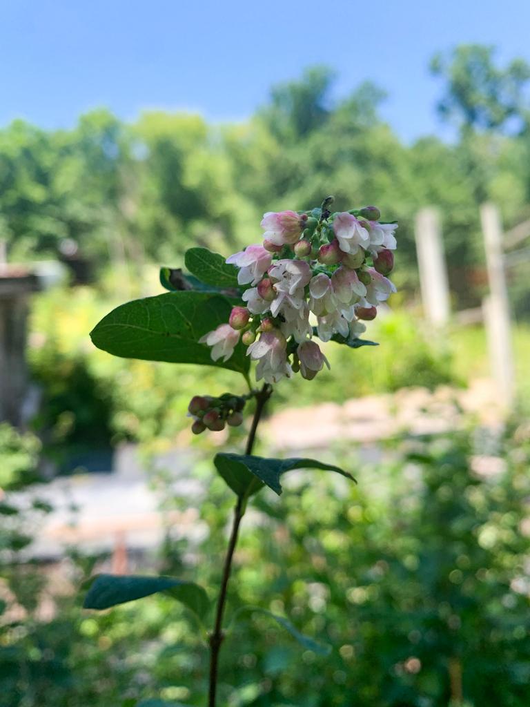 Symphoricarpos Albus - View 13 from www redcrocus com