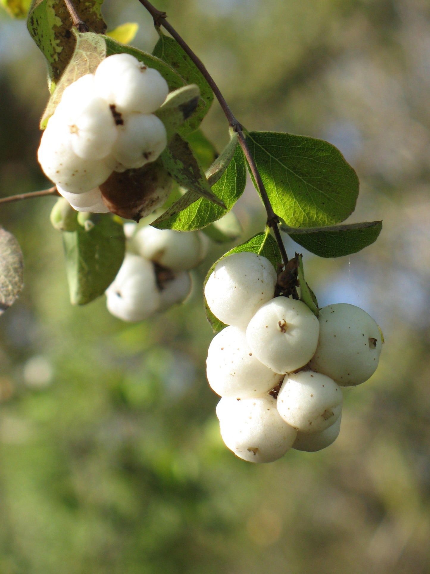 Symphoricarpos Albus - View 14 from www redcrocus com