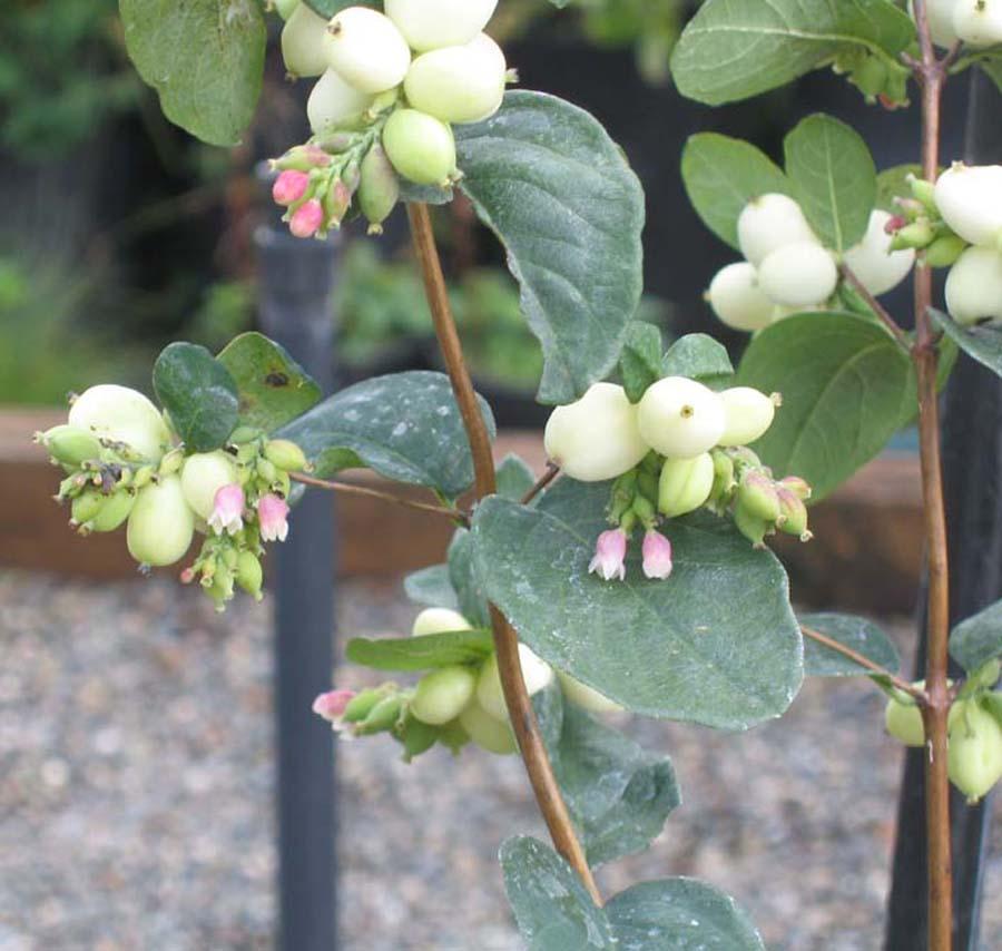 Symphoricarpos Albus - View 16 from www redcrocus com