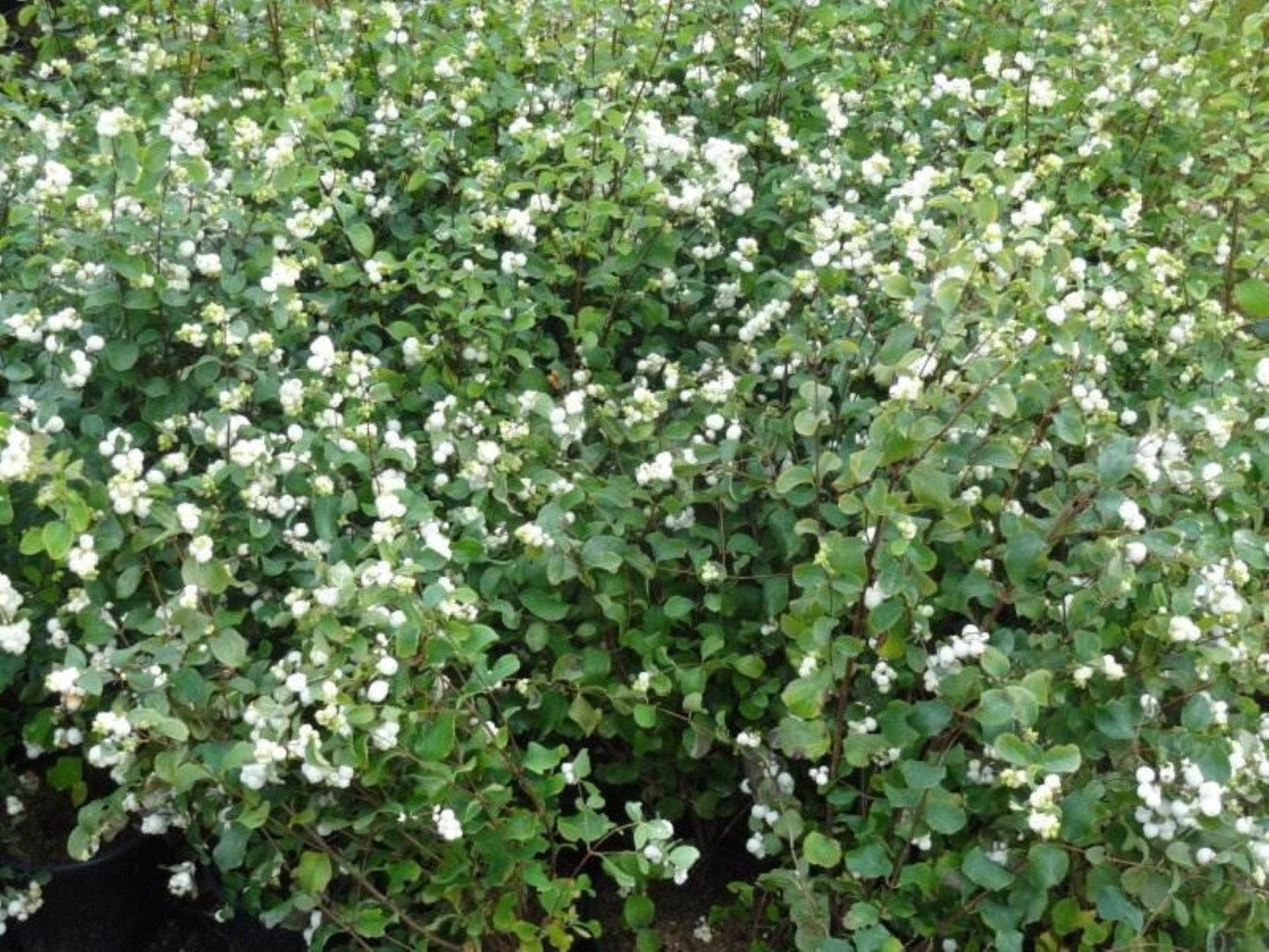 Symphoricarpos Albus - View 3 from www redcrocus com