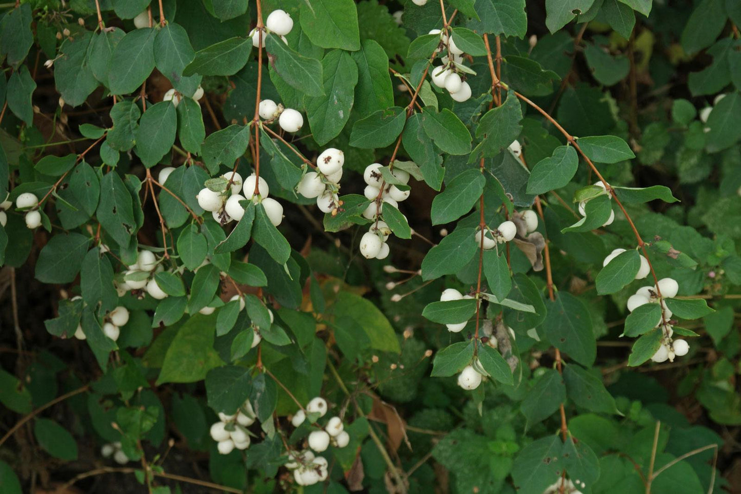 Symphoricarpos Albus - View 4 from www redcrocus com