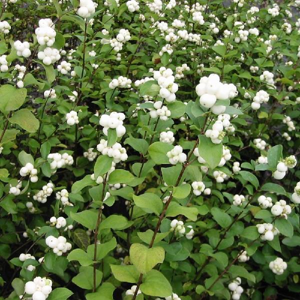 Symphoricarpos Albus - View 5 from www redcrocus com