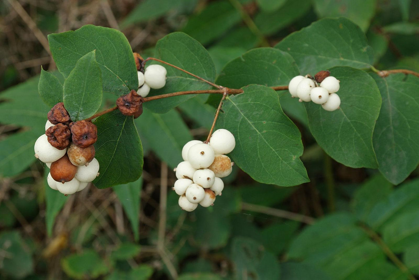 Symphoricarpos Albus - View 6 from www redcrocus com