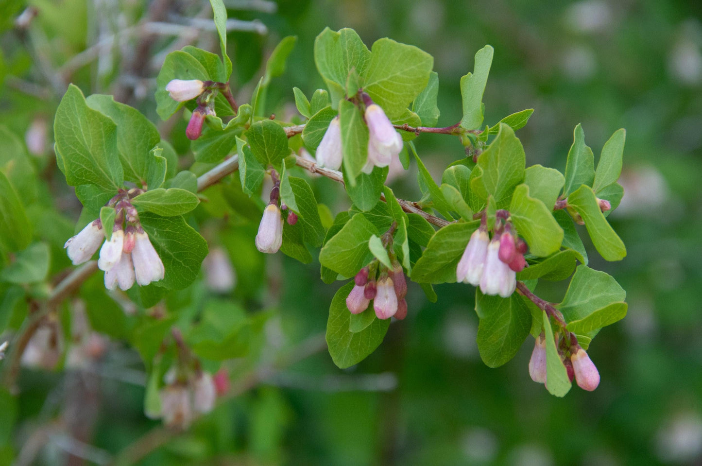 Symphoricarpos Albus - View 7 from www redcrocus com
