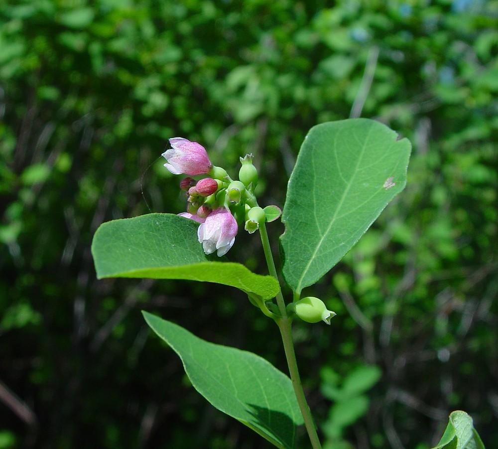 Symphoricarpos Albus - View 8 from www redcrocus com