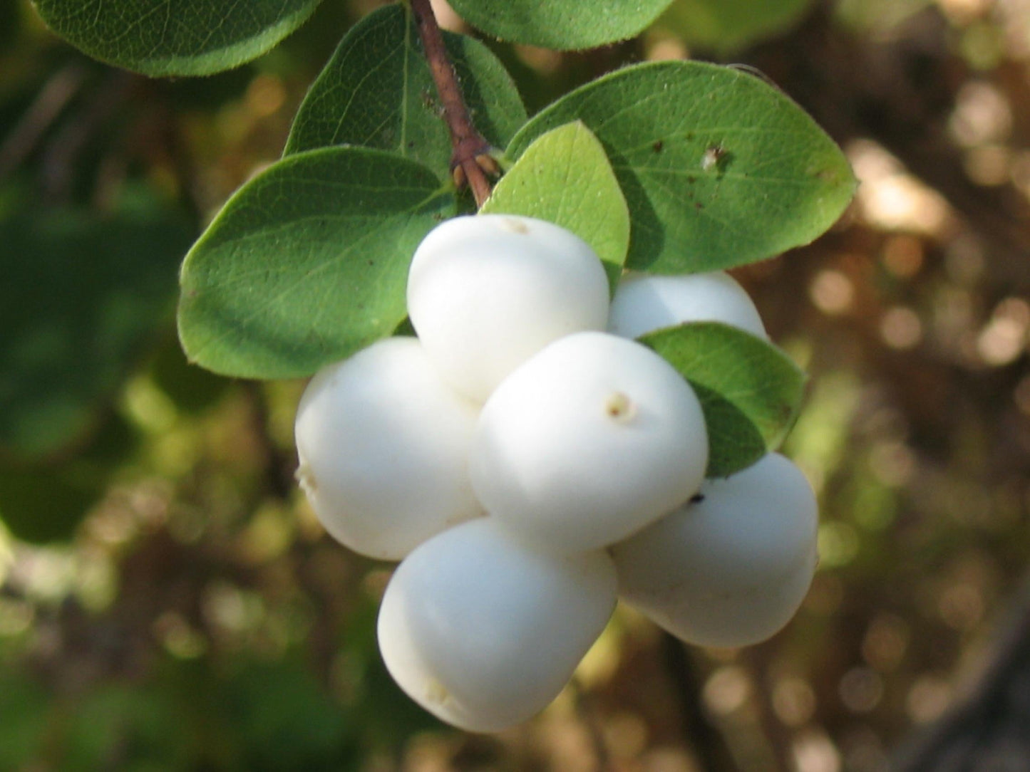 Symphoricarpos Albus - View 9 from www redcrocus com