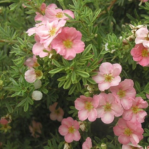 Potentilla Fruticosa Pink Beauty - View 10 from www redcrocus com