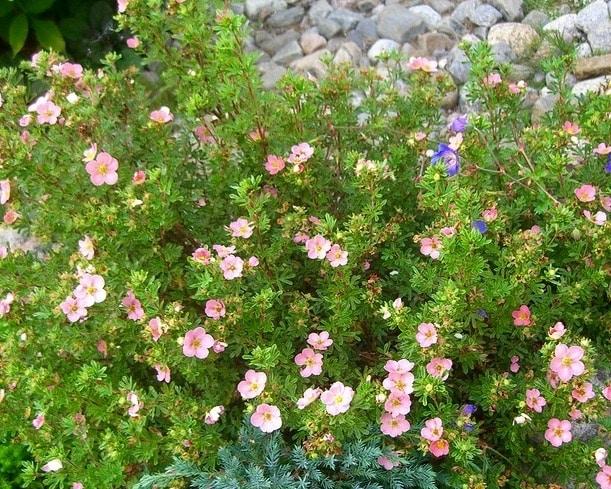 Potentilla Fruticosa Pink Beauty - View 12 from www redcrocus com
