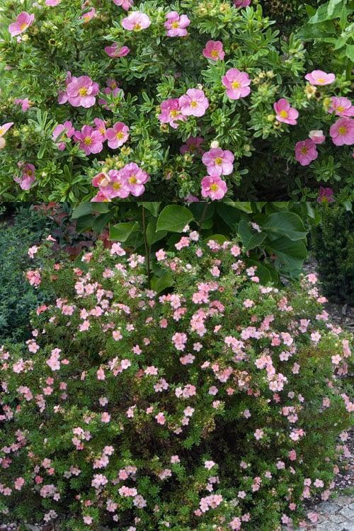Potentilla Fruticosa Pink Beauty - View 13 from www redcrocus com