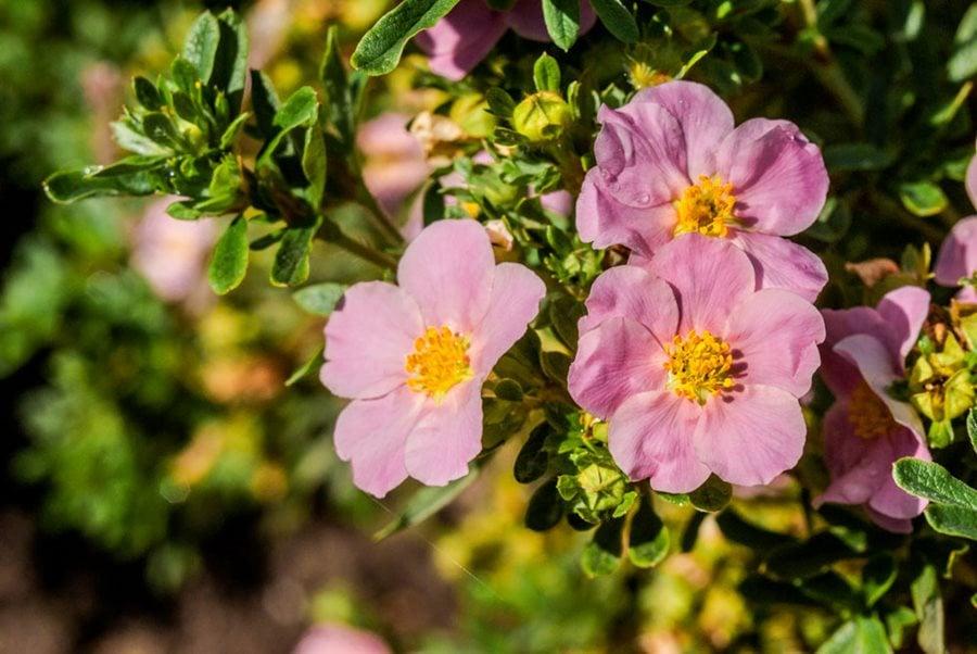 Potentilla Fruticosa Pink Beauty - View 14 from www redcrocus com