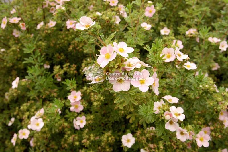 Potentilla Fruticosa Pink Beauty - View 15 from www redcrocus com