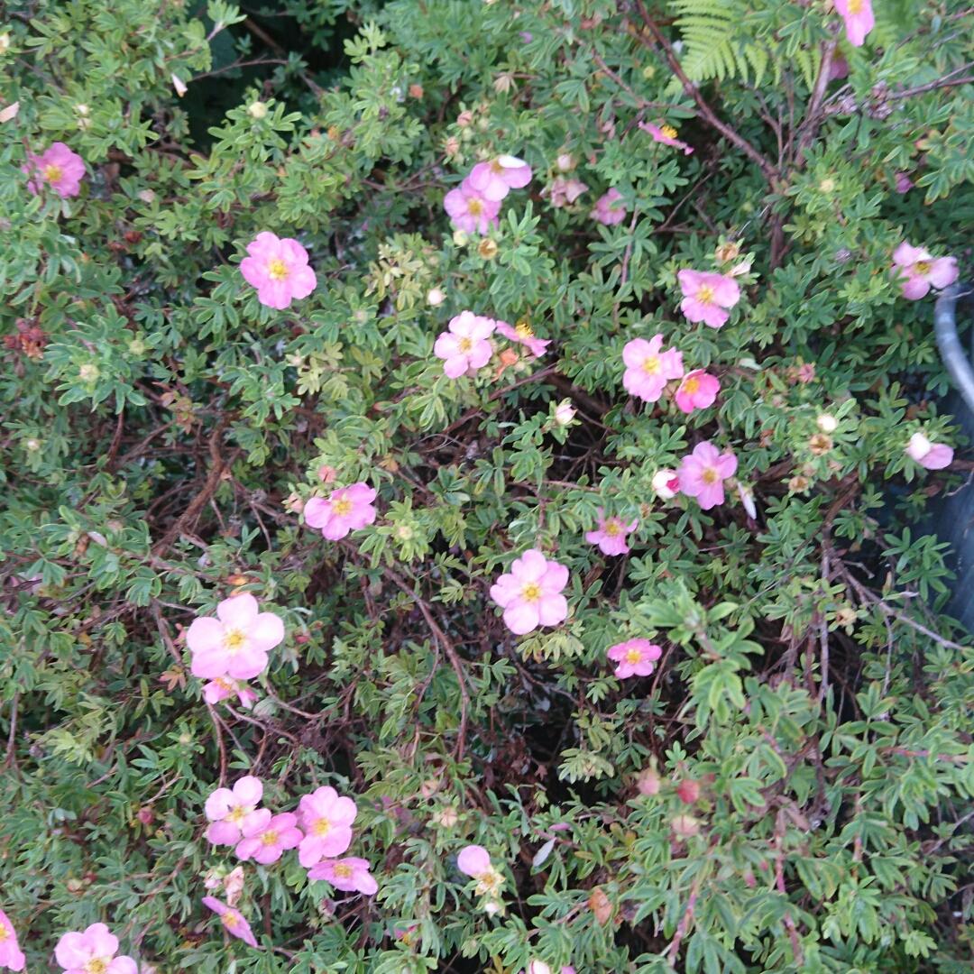Potentilla Fruticosa Pink Beauty - View 17 from www redcrocus com