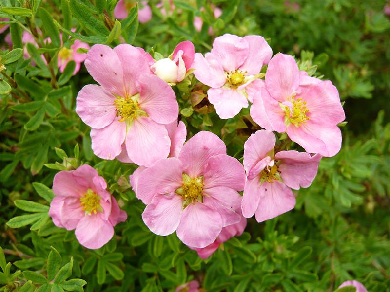 Potentilla Fruticosa Pink Beauty - View 1 from www redcrocus com
